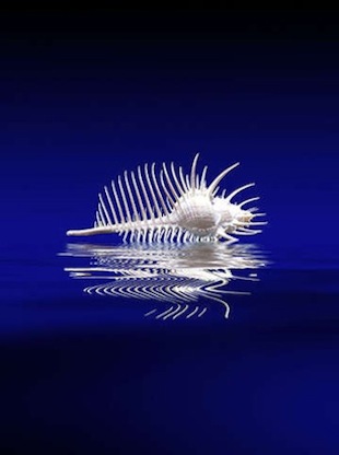 ANGELO GIAMPICCOLO PHOTOGRAPHY